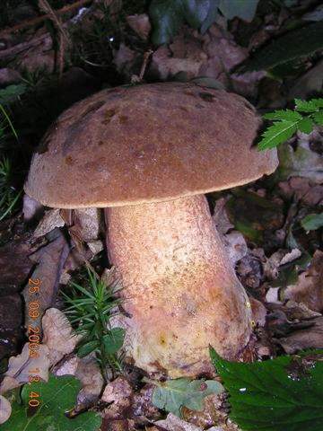 Funghi da Northumberland - GB